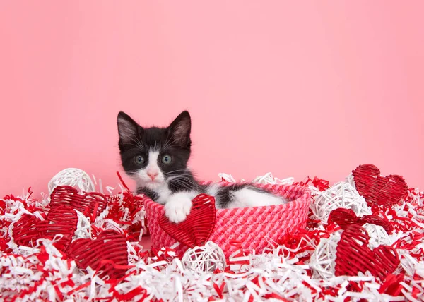 Small Black White Tuxedo Kitten Peaking Out Red Pink Woven — Stock Photo, Image