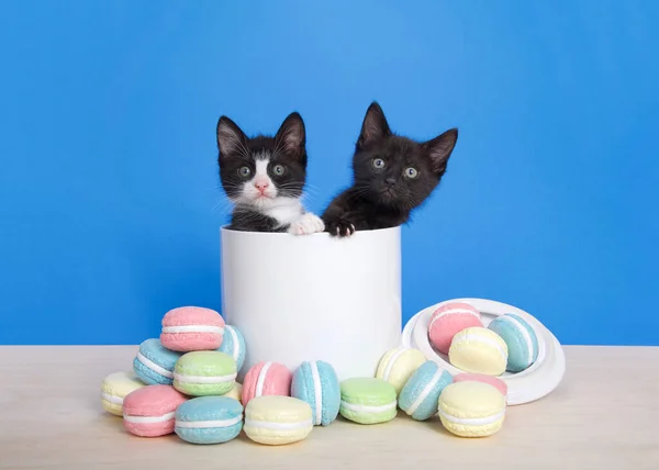 Two Adorable Kittens Peeking Out Porcelain Cookie Jar Macaron Cookies — Stock Photo, Image