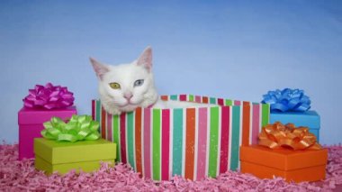 05 _ 25 _ 20 _ HD video Doğumgünü Partisi Ariel 'siz döngü