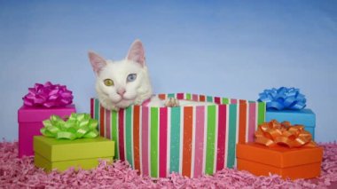 05 _ 25 _ 20 _ HD video Doğumgünü Partisi Ariel