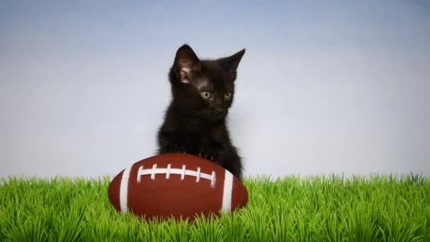 05_27_20_HD video Black kitten w football Royalty Free Stock Footage