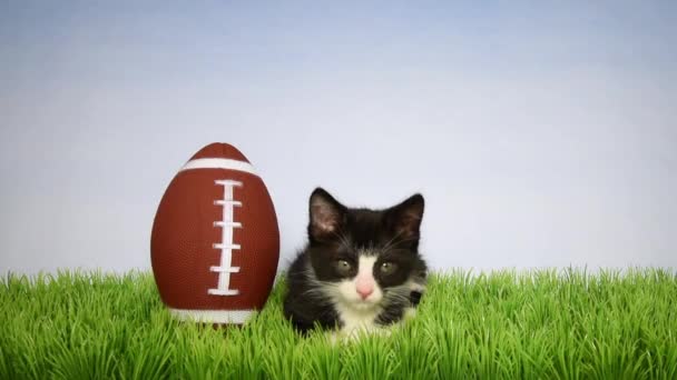 05_27_20_HD video Tuxedo kitten w football — Stock Video