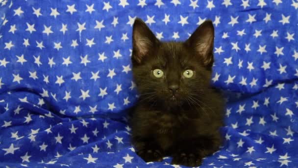 05 _ 28 _ 20 _ HD video negro gatito estrellas manta — Vídeos de Stock