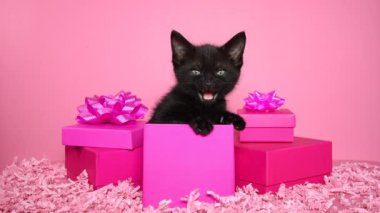 05 _ 24 _ 20 _ HD video Pembe Parti göz kırpan kedicik