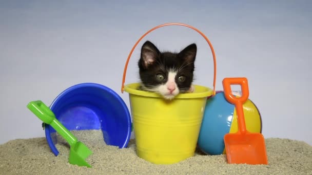 05_22_20_HDビデオ｜Tuxedo Kitten on beach. — ストック動画