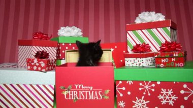 05 _ 22 _ 20 _ HD video XMas 'ta siyah kedi yavrusu sunar 2