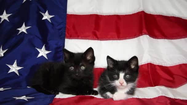 05 _ 20 _ 20 _ HD video Tuxedo Kittens Patriotic — Stock video