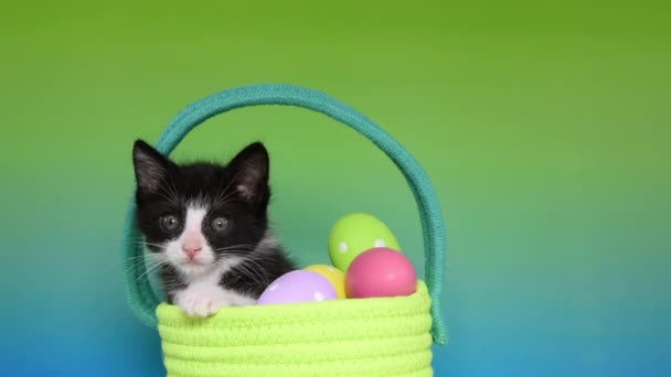 05 _ 20 _ 20 _ HD video Tuxedo Kitten Easter Basket — стоковое видео