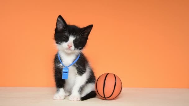 05 _ 20 _ 20 _ HD video Tuxedo Kitten Basketball Loop-able — Stock video