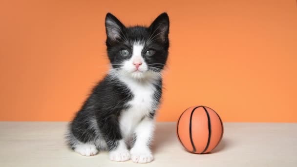 05 _ 20 _ 20 _ HD video Tuxedo Kitten Basketball 1 — Stock video
