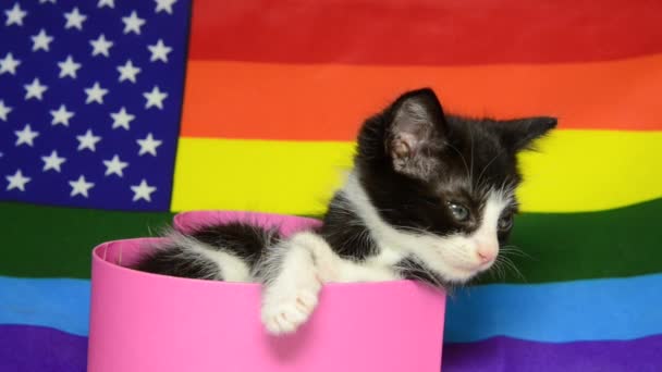 05 _ 19 _ 20 _ HD βίντεο Tuxedo Kitten Pride Flag — Αρχείο Βίντεο