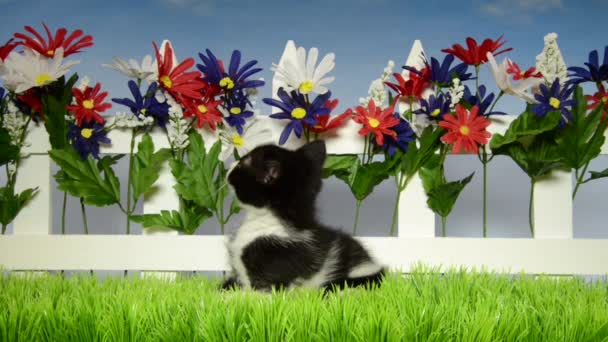 05 _ 18 _ 20 _ HD βίντεο Tuxedo Kitten πίσω αυλή — Αρχείο Βίντεο