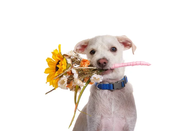 Adorabile Terrier Mix Cucciolo Tenendo Mazzo Fiori Bocca Guardando Spettatore — Foto Stock
