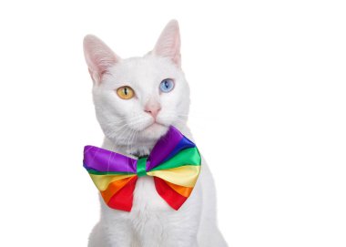 Gökkuşağı renkli papyon takan beyaz bir Khao Manee kedisinin portresi. Seyircilere hafifçe doğru bakıyor, beyaz üzerinde izleniyor. Gay Gurur teması.