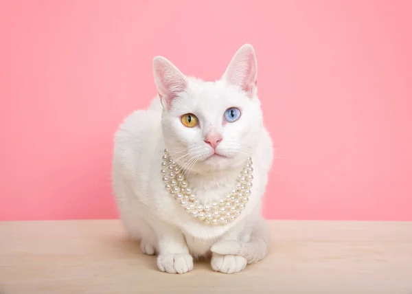 一只头戴珍珠项链 色彩斑斓 头戴白色考曼尼猫的近身特写 蹲伏在粉色背景 有复制空间的木桌上 — 图库照片