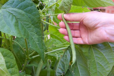Bir bahçede asmanın üzerinde büyüyen bir yeşil fasulyeyi seçerken....