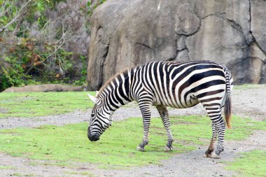 Zebra otluyor ve yeni yetişen yeşil çimenleri yiyor. Arkaplanda büyük kaya olan profil görünümü.