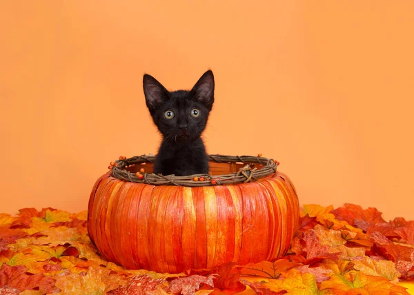 Чарівний Крихітний Чорний Кошеня Сидить Осінньому Кошику Гарбузом Оточений Осіннім — стокове фото