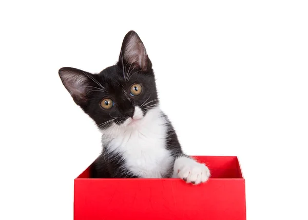 Gatinho Smoking Preto Branco Sentado Uma Caixa Vermelha Olhando Curiosamente — Fotografia de Stock