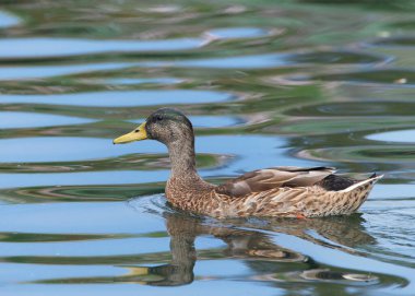 Dişi Mallard ördeği, Anas platyrhynchos, küçük bir gölde sakin yansıtıcı suda yüzüyor..
