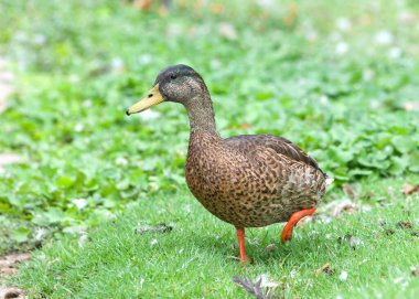 Dişi Mallard ördeği, Anas platyrhynchos, kuş dışkısıyla kaplı yeşil çimlerde yürüyor..