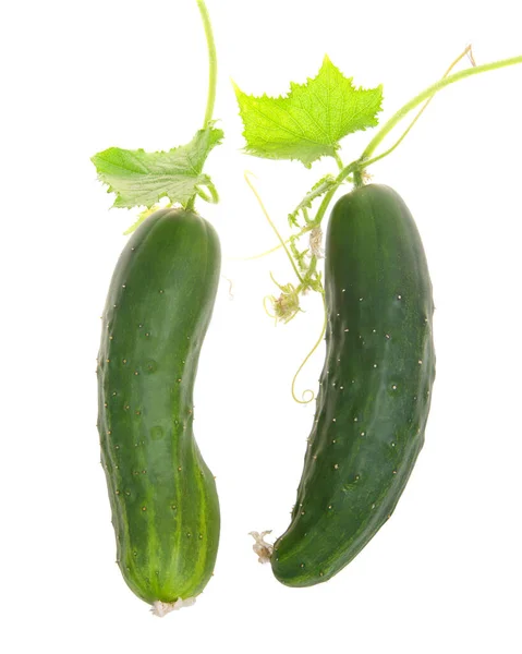 Two Fresh Cucumbers Vine Isolated White Leaves Stems Remain Attached — Stock Photo, Image
