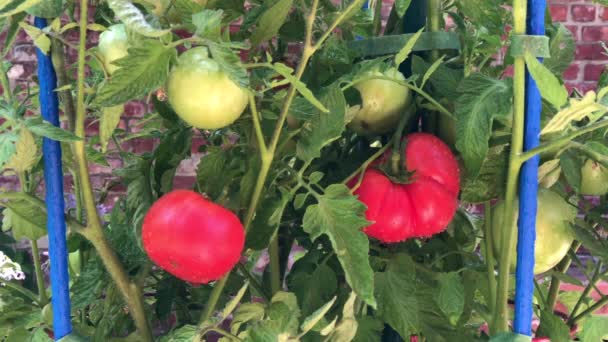 4K HD Video Tomates manos recogiendo fruta — Vídeos de Stock