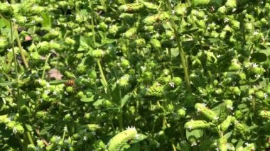 Oregano 'da 4K HD Video Arısı 