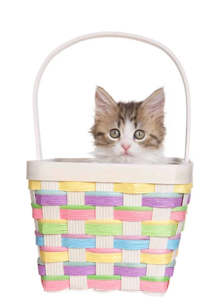 Close Norwegian Forrest Cat Kitten Sitting Pastel Colored Wicker Easter — Stock Photo, Image