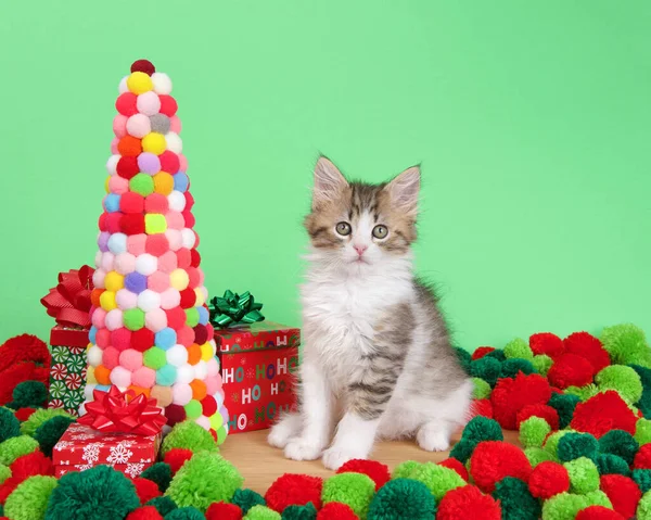 Norwegian Forrest Cat kitten sitting on a wood floor next to a yarn ball Christmas Tree surrounded by red and green yarn balls, looking directly at viewer. Green background.