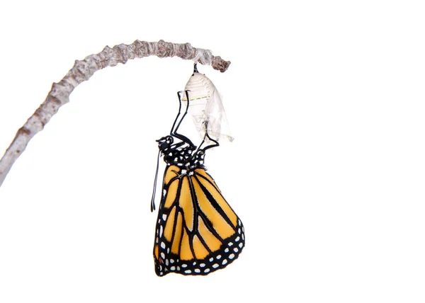 Primer Plano Una Mariposa Monarca Acaba Emerger Crisálida Colgada Una —  Fotos de Stock