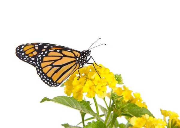 Close One Monarch Butterfly Yellow Lantana Flowers Profile View Isolated — Stock Photo, Image