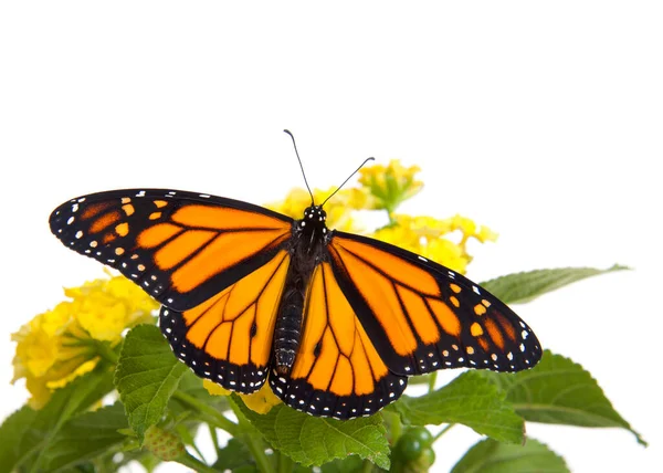 Primo Piano Una Farfalla Monarca Fiori Lantana Gialli Ali Spalancate — Foto Stock