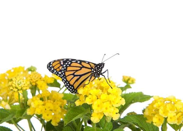 Primo Piano Una Farfalla Monarca Fiori Lantana Gialli Vista Profilo — Foto Stock