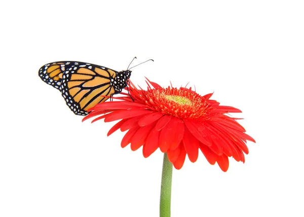 Close Widok Profilu Jednego Monarcha Motyl Stojący Czerwonawo Pomarańczowy Gerbera — Zdjęcie stockowe