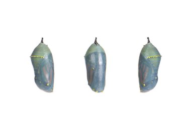 Close up of a monarch butterfly chrysalis one day before emerging as the chrysalis becomes transparent, butterfly begins to be visible inside. isolated on white. Three views front and sides.  clipart