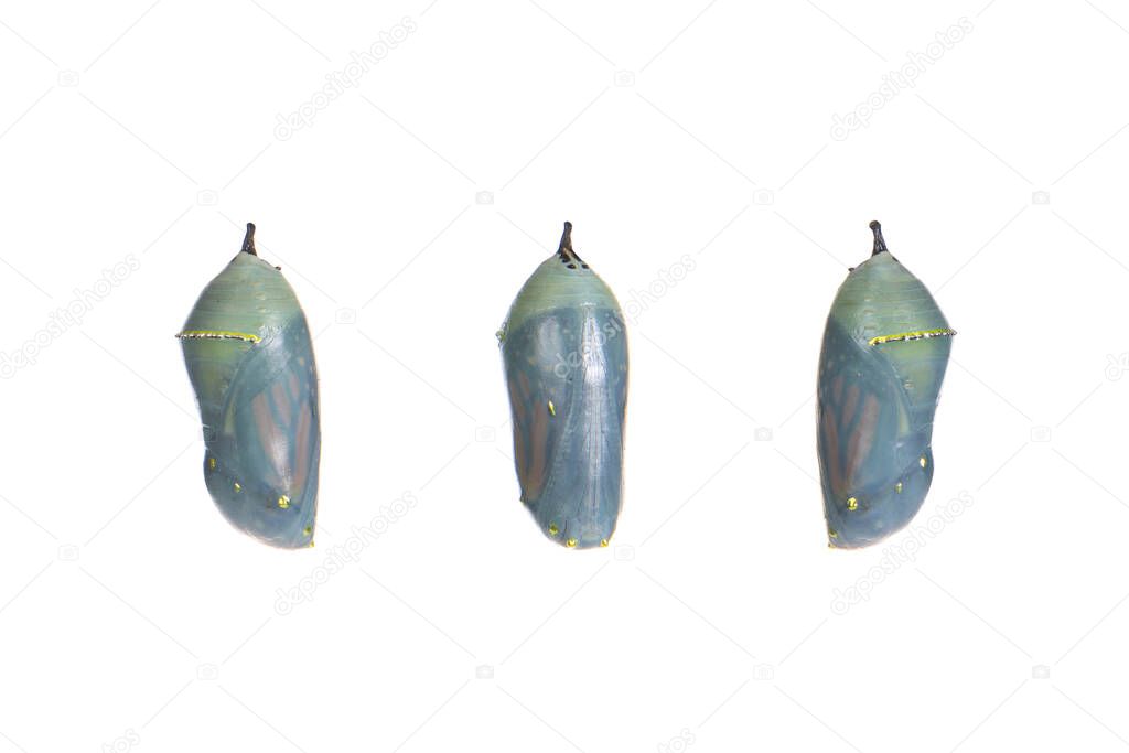 Close up of a monarch butterfly chrysalis one day before emerging as the chrysalis becomes transparent, butterfly begins to be visible inside. isolated on white. Three views front and sides. 