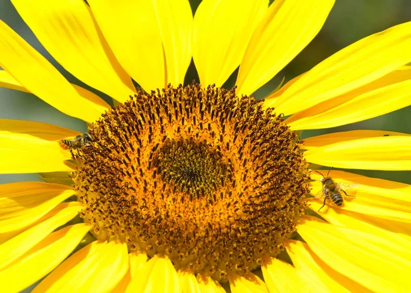 Zblízka Středu Jednoho Obřího Slunečnice Kvete Medonosnou Včelkou Sbírající Pyl — Stock fotografie