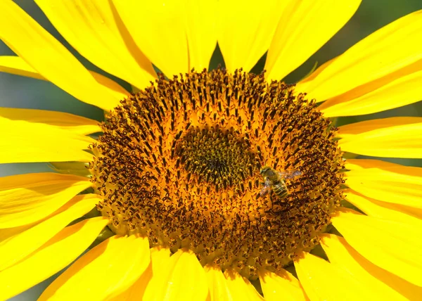 Zblízka Středu Jednoho Obřího Slunečnice Kvete Medonosnou Včelkou Sbírající Pyl — Stock fotografie