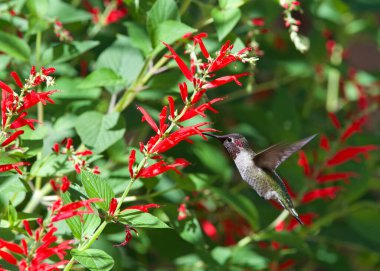 Ruby Throated Hummingbird 'ün kapağında ananas adaçayı çiçeklerinden nektar içerken. Kuzey Amerika 'da Mississippi Nehri' nin doğusunda görülen açık ara en yaygın sinekkuşudur..