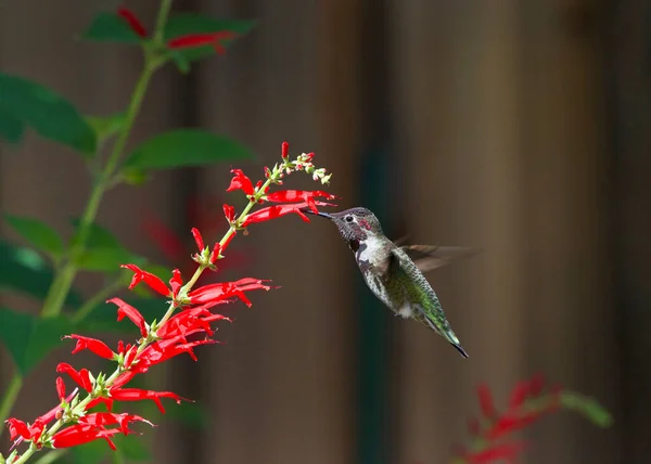 Primo Piano Colibrì Dalla Gola Rubino Che Beve Nettare Fiori — Foto Stock