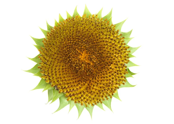 Primer Plano Del Centro Girasol Gigante Menos Los Pétalos Aislado — Foto de Stock