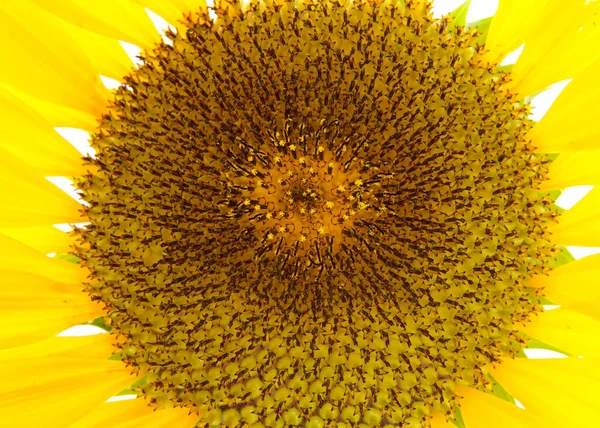 Zblízka Obří Slunečnice Uprostřed Květiny — Stock fotografie