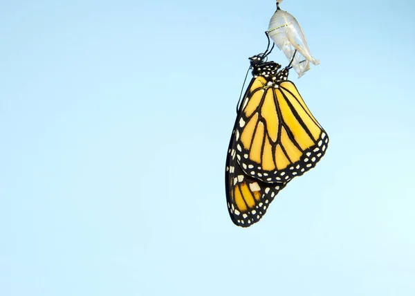 Close Monarch Butterfly Pendurado Uma Crisálida Asas Lentamente Estendendo Asas — Fotografia de Stock