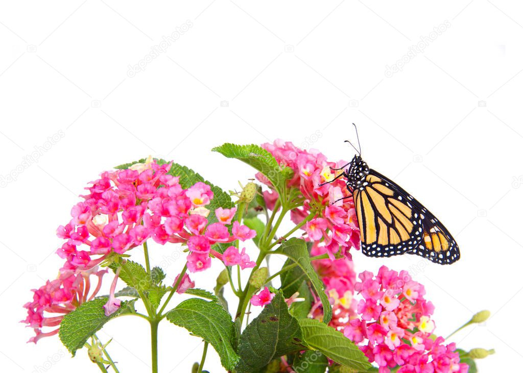 Close up of one Monarch butterfly resting on pink and yellow lantana flowers, isolated on white. Profile view.