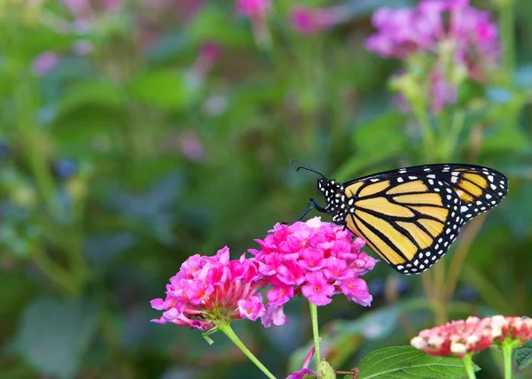 Nahaufnahme Von Einem Monarchfalter Der Auf Rosa Lantana Blüten Sitzt — Stockfoto