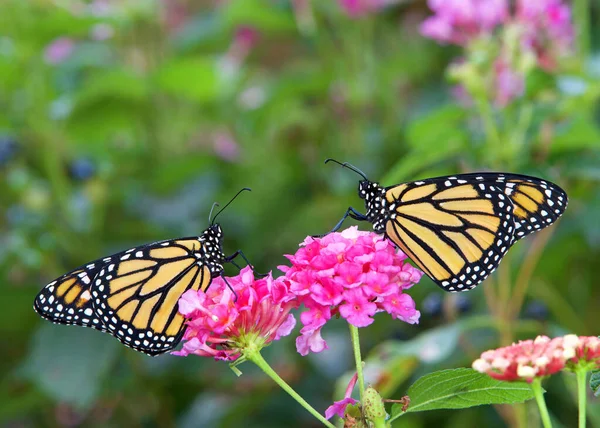 Due Farfalle Monarca Faccia Faccia Sedute Fiori Lantana Rosa — Foto Stock