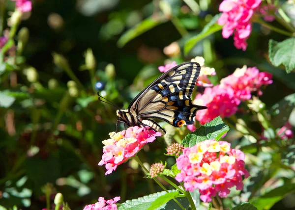 Profilansicht Einer Alten Welt Oder Gelber Schwalbenschwanz Schmetterling Auf Rosa — Stockfoto