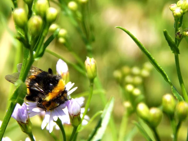 Grote en dikke hommel zit op een bloem — Stockfoto