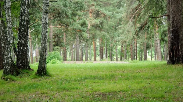 Glade i skogen Stockfoto